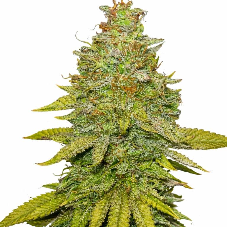 Sour OG cannabis seeds packaging — Royal King Seeds Australia