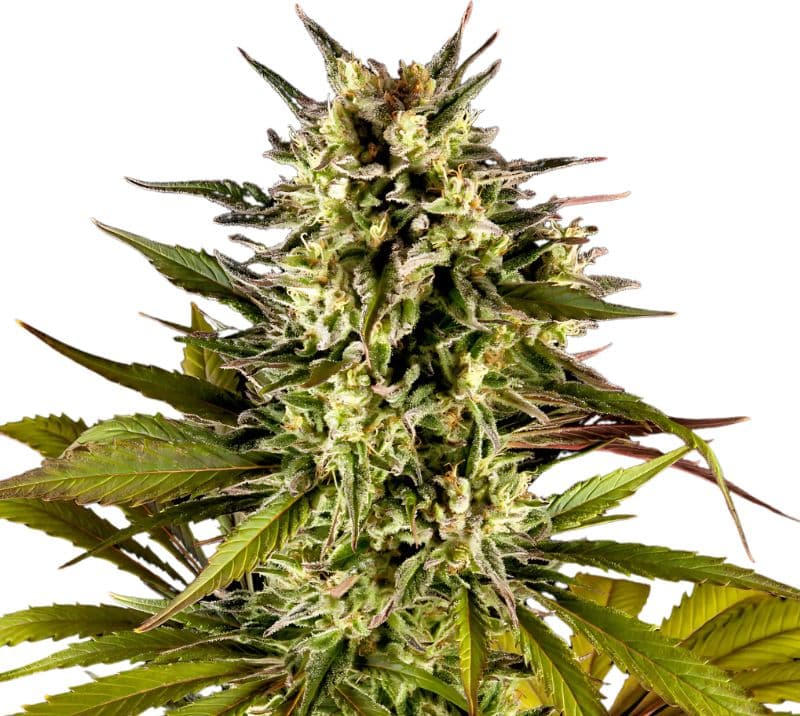 Sweet ZZ cannabis seeds packaging — Royal King Seeds Australia