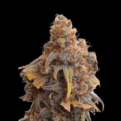 Swiss cannabis seeds packaging — Royal King Seeds Australia