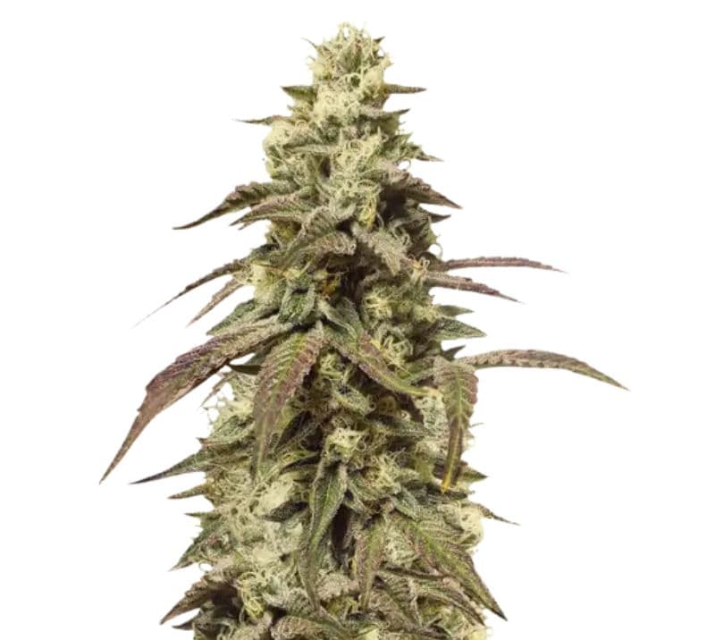 The OX cannabis seeds packaging — Royal King Seeds Australia
