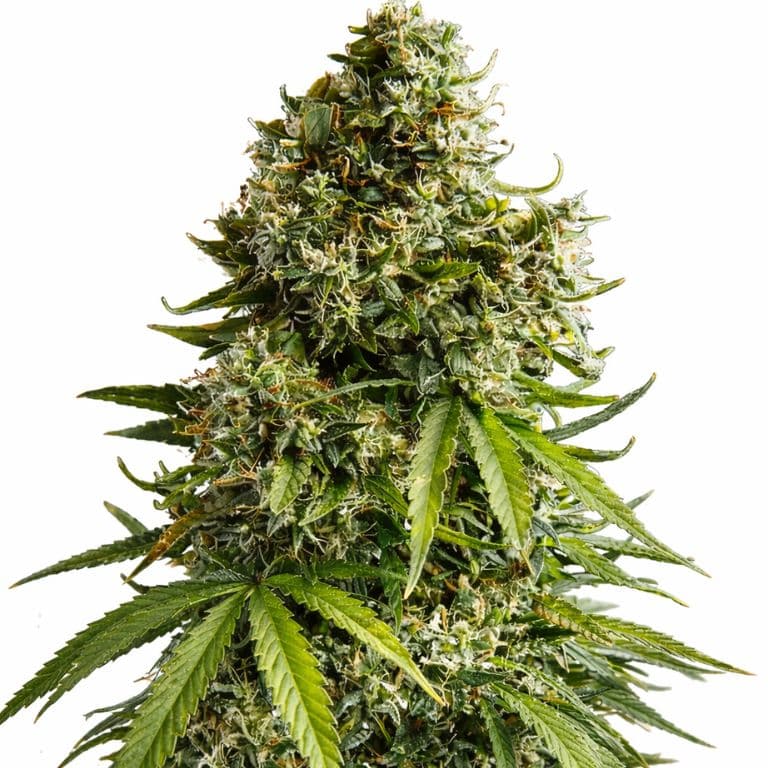 Tyson cannabis seeds packaging — Royal King Seeds Australia