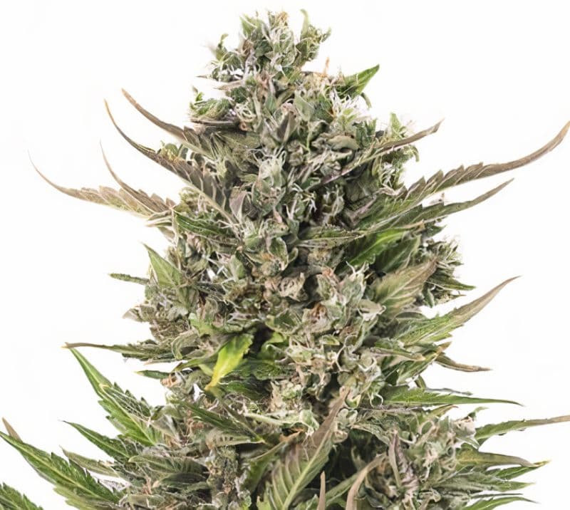 U2 Kush cannabis seeds packaging — Royal King Seeds Australia
