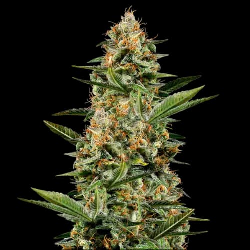 Venus OG cannabis seeds packaging — Royal King Seeds Australia