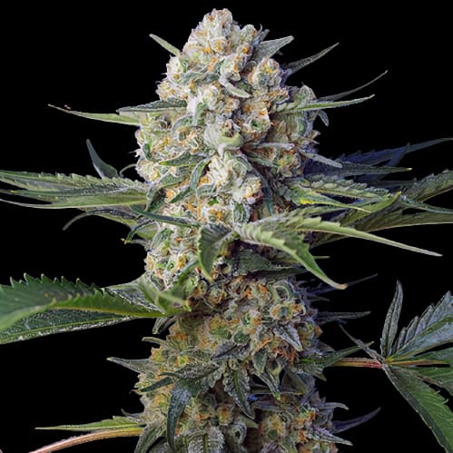 WTF cannabis seeds packaging — Royal King Seeds Australia