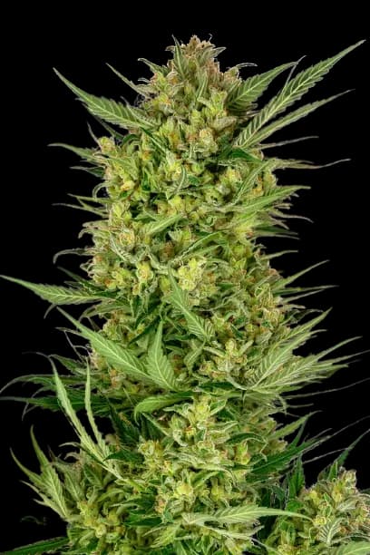 Yeti OG cannabis seeds packaging — Royal King Seeds Australia