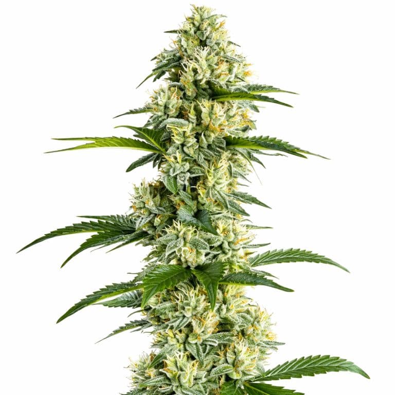 Yumboldt cannabis seeds packaging — Royal King Seeds Australia
