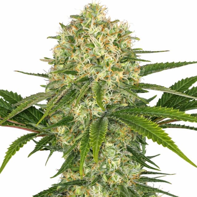Afghan cannabis seeds packaging — Royal King Seeds Australia