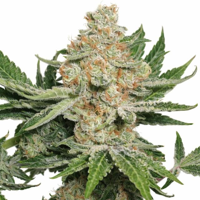 Alien Dawg cannabis seeds packaging — Royal King Seeds Australia
