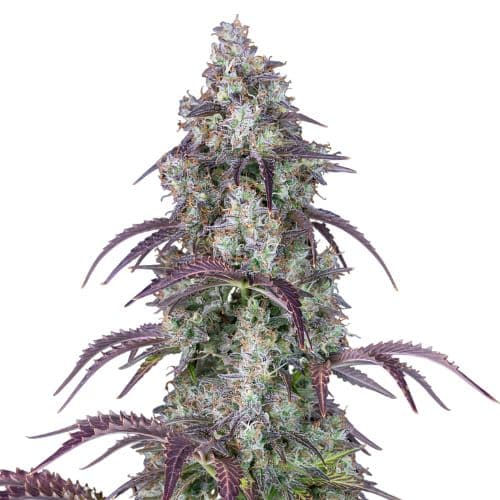 Black Ice Feminized
