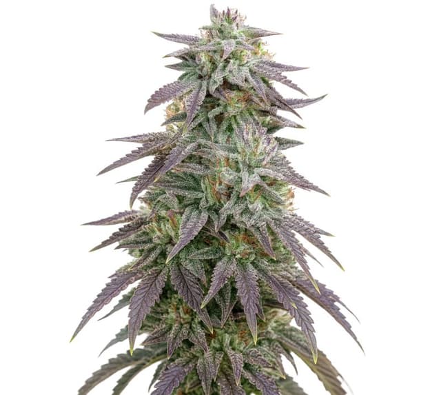 Blue Ox Feminized