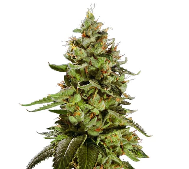 Cat Piss cannabis seeds packaging — Royal King Seeds Australia