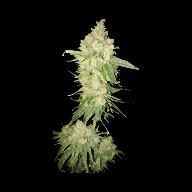 Deadwood Feminized