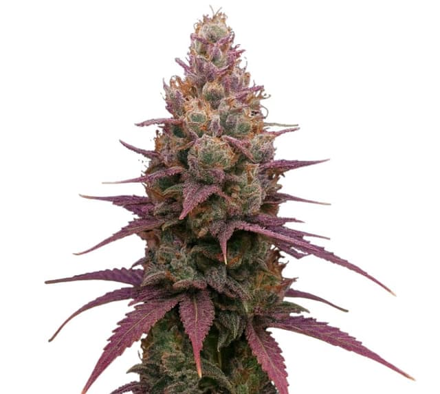 Grape God cannabis seeds packaging — Royal King Seeds Australia
