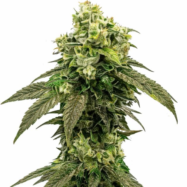 Hindu Kush cannabis seeds packaging — Royal King Seeds Australia