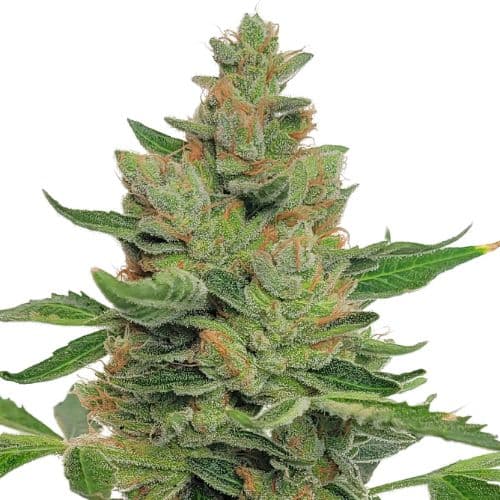 MedGom CBD Feminized