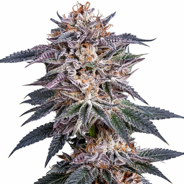 Obama Kush Feminized