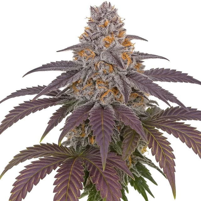 Purple 43 Feminized