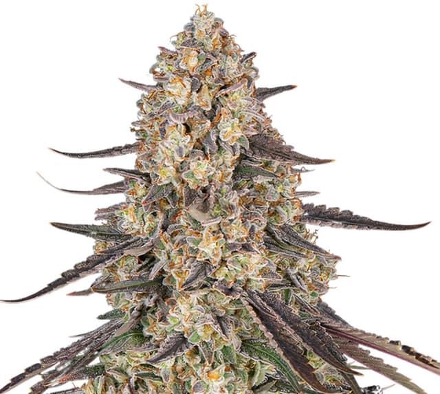 Raspberry Cough cannabis seeds packaging — Royal King Seeds Australia