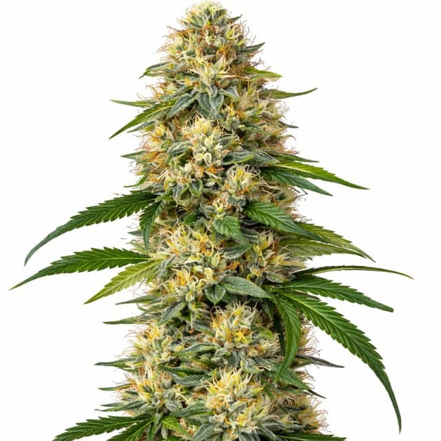 Skunk Kush Feminized