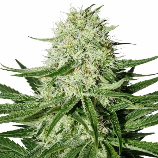 Suzy Q CBD Feminized