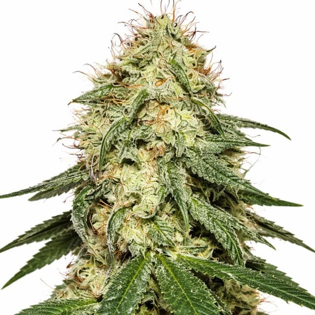 Tembo Kush Feminized