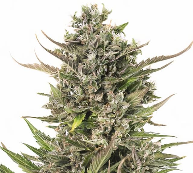 U2 Kush Feminized