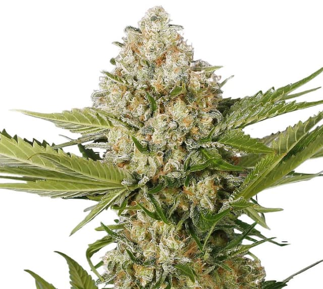 White Buffalo cannabis seeds packaging — Royal King Seeds Australia
