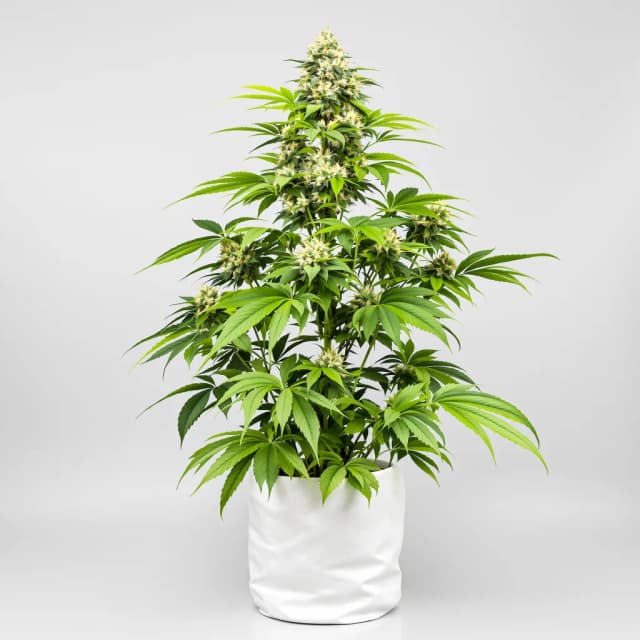 3X Crazy cannabis seeds packaging — Royal King Seeds Australia