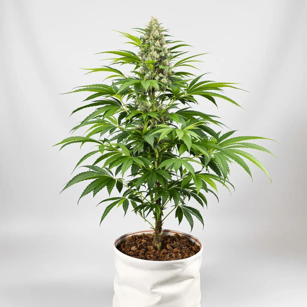 Abusive OG cannabis seeds packaging — Royal King Seeds Australia