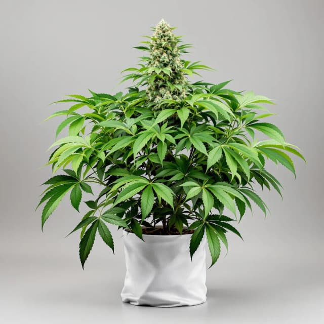 Afghan cannabis seeds packaging — Royal King Seeds Australia