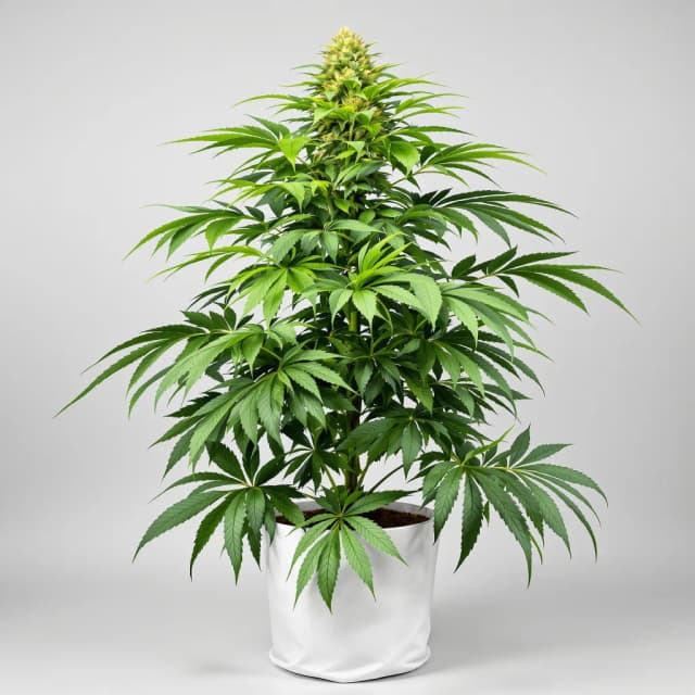 Afghani cannabis seeds packaging — Royal King Seeds Australia