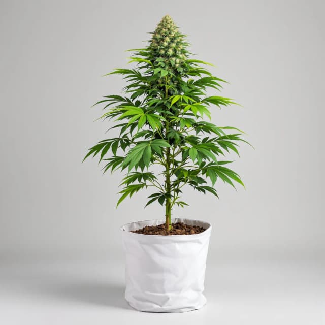 Afgooey cannabis seeds packaging — Royal King Seeds Australia