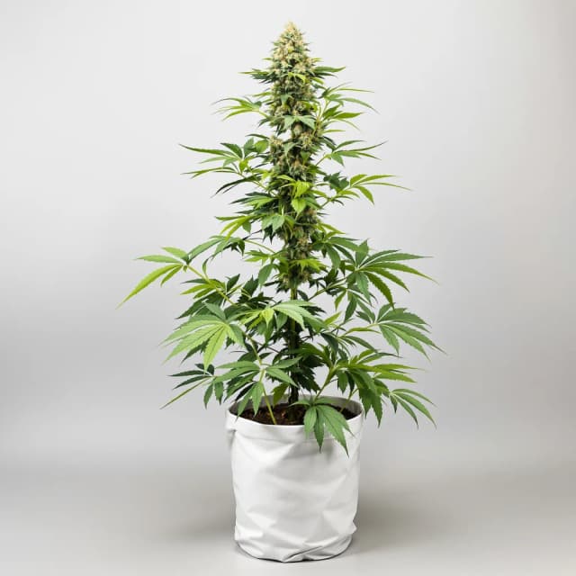 American Strains Pack cannabis seeds packaging — Royal King Seeds Australia