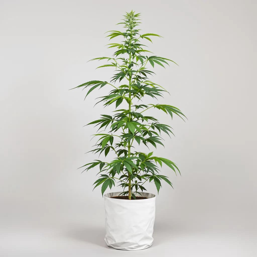 Amherst Diesel cannabis seeds packaging — Royal King Seeds Australia