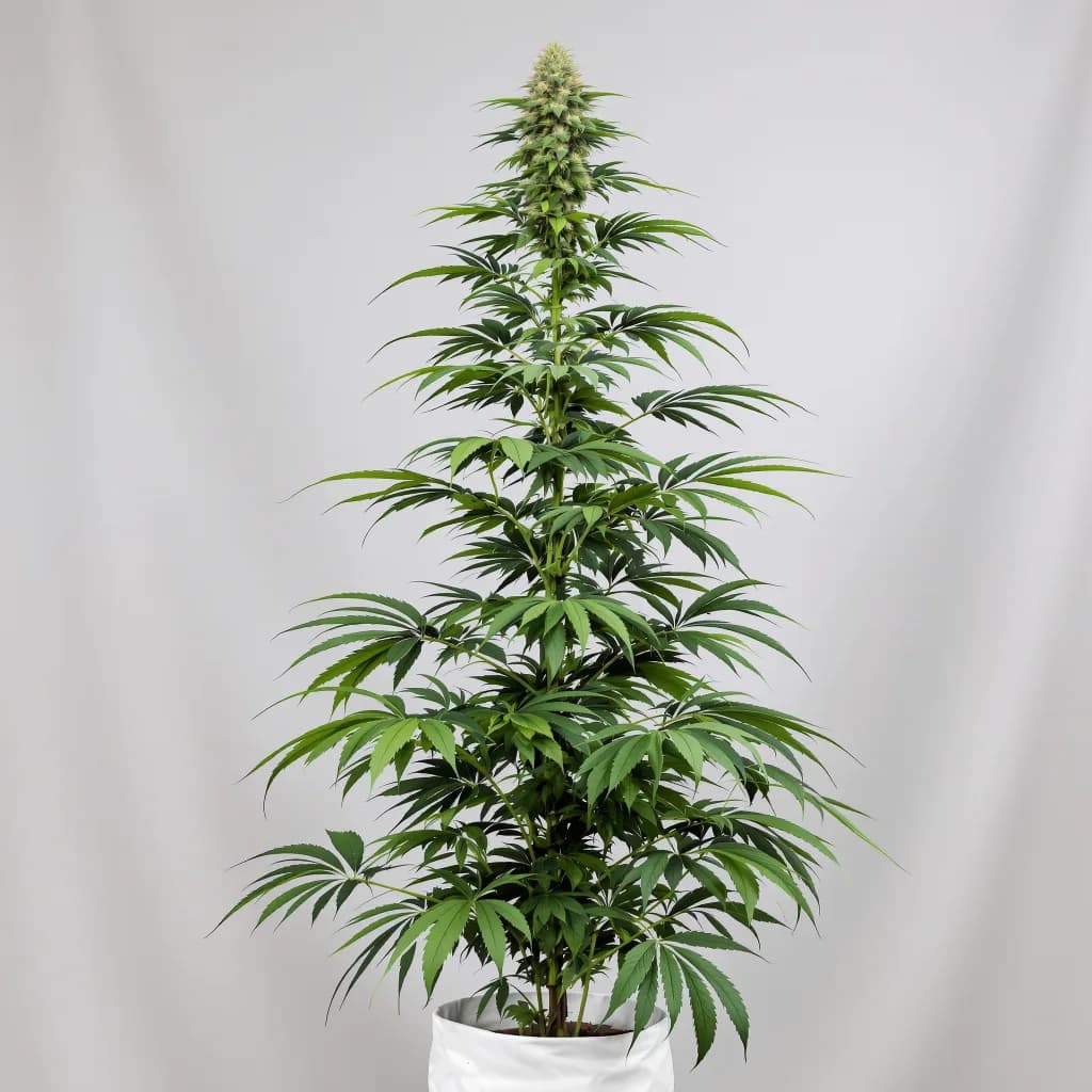 Bear Dance cannabis seeds packaging — Royal King Seeds Australia