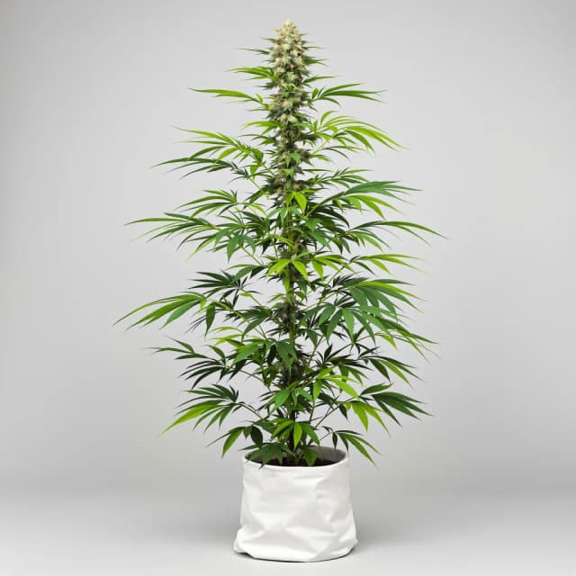 Berner's Cookies cannabis seeds packaging — Royal King Seeds Australia