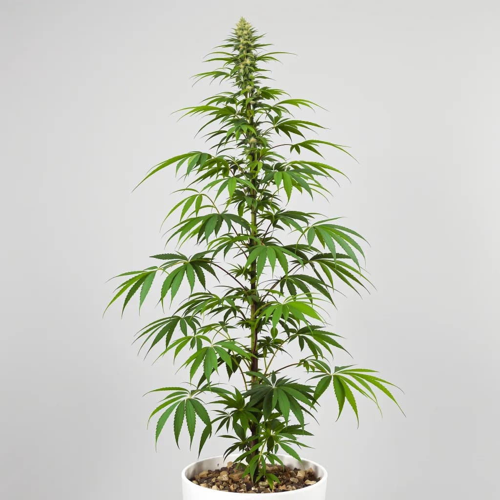 Blue Amnesia cannabis seeds packaging — Royal King Seeds Australia
