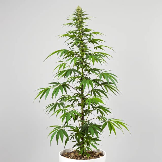 Blue Amnesia cannabis seeds packaging — Royal King Seeds Australia