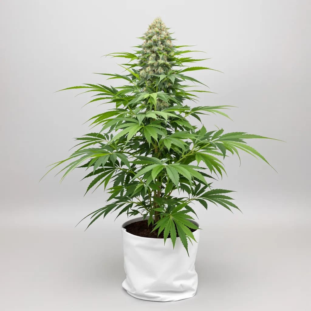 Blueberry Gusto cannabis seeds packaging — Royal King Seeds Australia