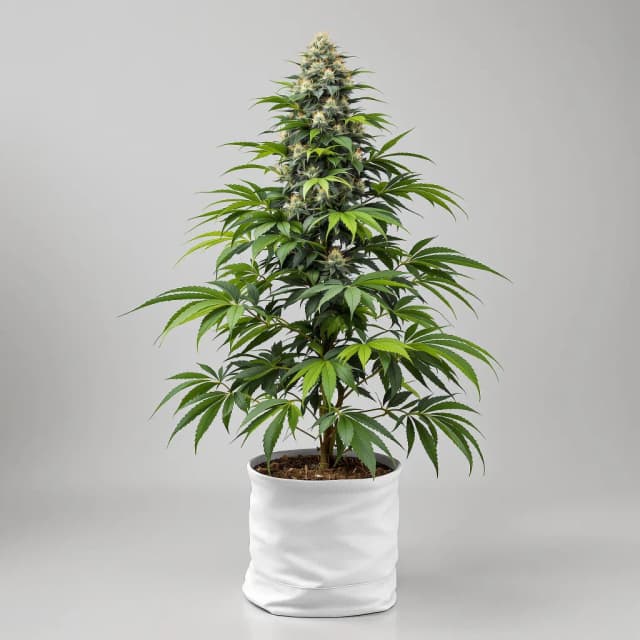 Burkle cannabis seeds packaging — Royal King Seeds Australia