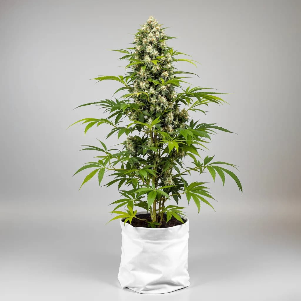 CBD Solomatic cannabis seeds packaging — Royal King Seeds Australia