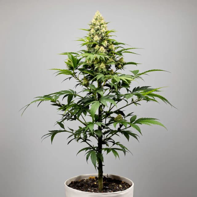 Cereal Milk cannabis seeds packaging — Royal King Seeds Australia