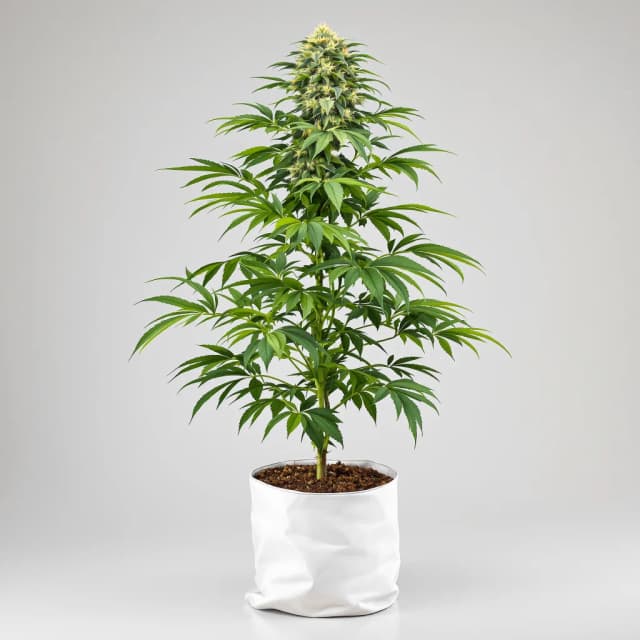 Cookies Gelato cannabis seeds packaging — Royal King Seeds Australia