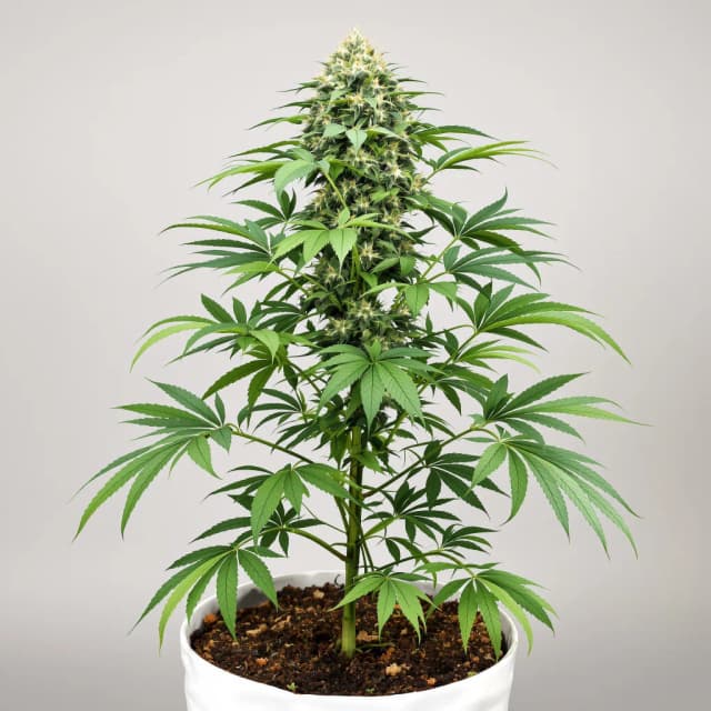 Cream cannabis seeds packaging — Royal King Seeds Australia