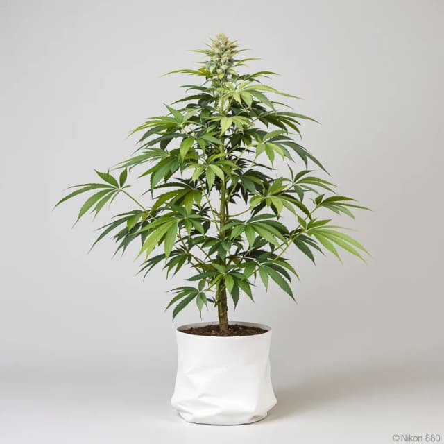 Dairy Queen cannabis seeds packaging — Royal King Seeds Australia