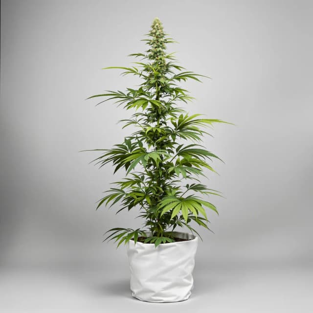 Dance World cannabis seeds packaging — Royal King Seeds Australia