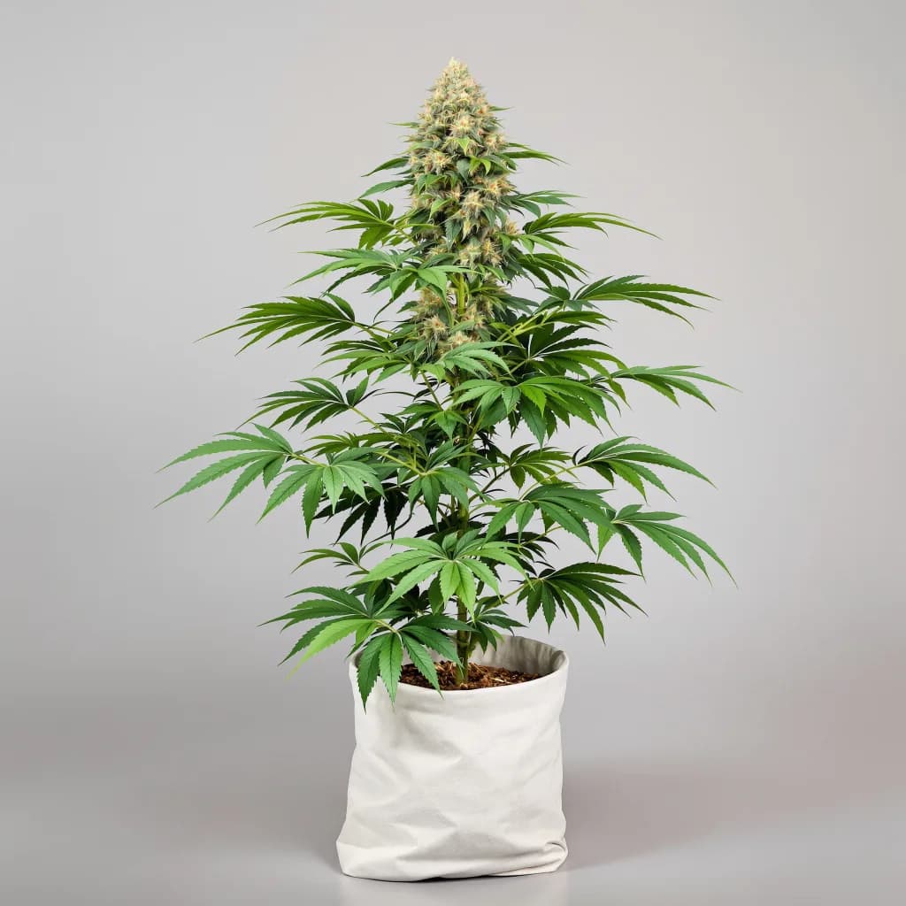 Dawgfather OG cannabis seeds packaging — Royal King Seeds Australia