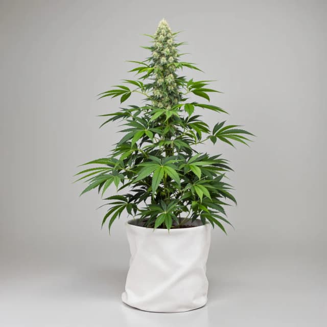 G13 Widow cannabis seeds packaging — Royal King Seeds Australia