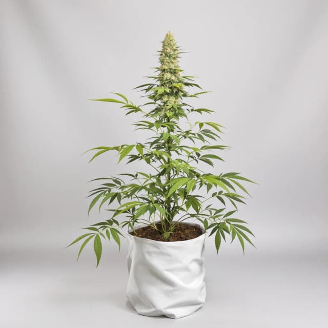 Gelato 33 cannabis seeds packaging — Royal King Seeds Australia