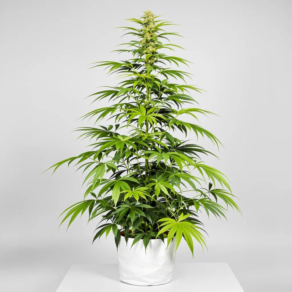 Gelato Cake cannabis seeds packaging — Royal King Seeds Australia